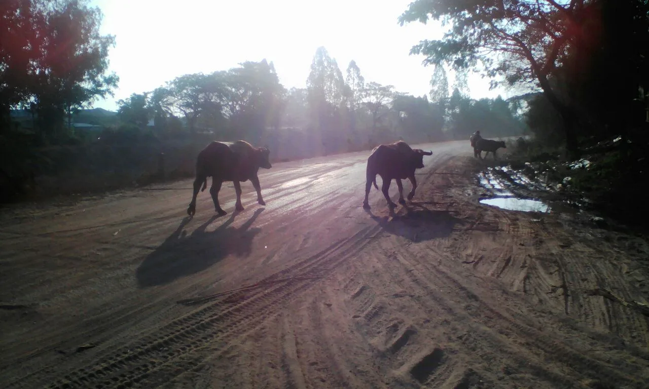 Piloto ‘Transmission Specials’: Molam, Thailand y la Historia de un “muchacho”